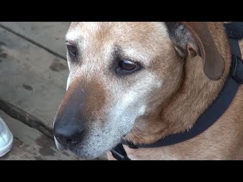 Otto anni in canile e poi l'adozione: la storia di Dexter