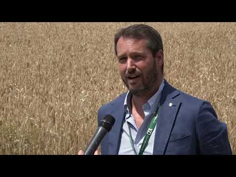 Guerra in Ucraina e fabbisogno di grano, la situazione della produzione nel territorio aretino