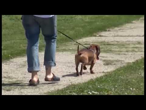 Anghari (Ar), allarme polpette avvelenate