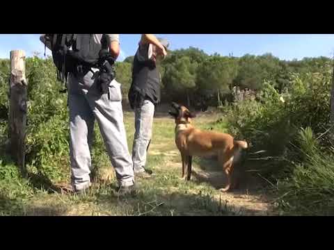 Anghiari(Ar). Ancora bocconi killer, altri due cani morti avvelenati