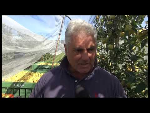 Mele Golden, l'oro della Valdichiana: la raccolta a pieno regime