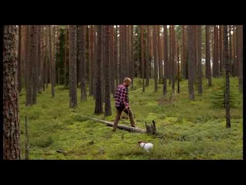 Funghi, al via le consulenze gratuite sulla commestibilità