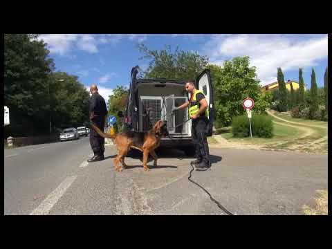 Arezzo, proseguono le ricerche del 25enne scomparso: in campo anche i cani molecolari