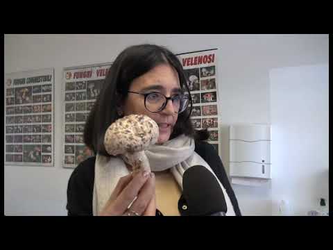 Nascono funghi record ma occhio a quelli tossici