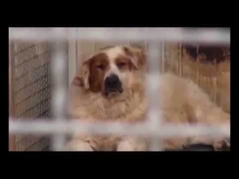 Enpa, volontari in piazza contro l'abbandono: 