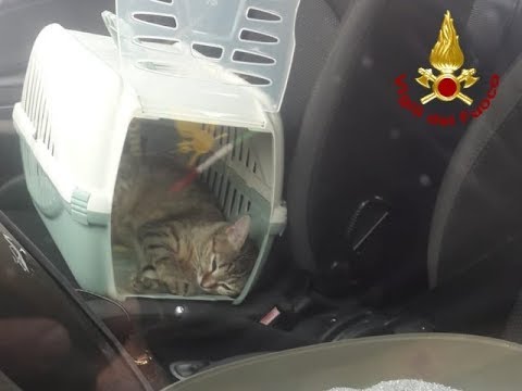 Gatti chiudono le portiere dell'auto e lasciano fuori i proprietari: salvati dai vigili del fuoco