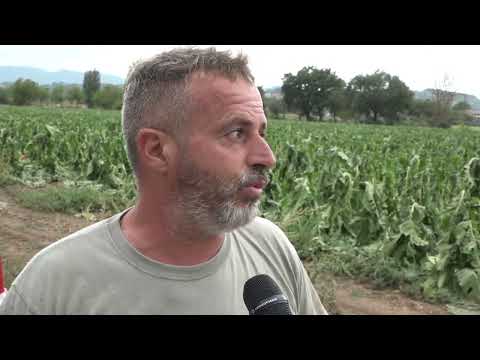 Maltempo, danneggiato il tabacco in Valtiberina
