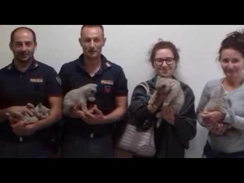Trafficanti di animali sorpresi in A1: la Polstrada salva otto gattini