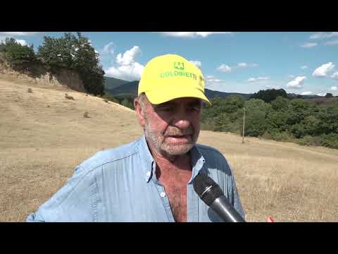Valdarno, ennesimo attacco dei lupi ad un allevamento di pecore. 