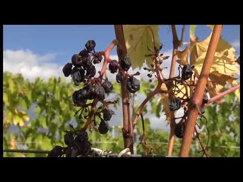 Ungulati, danni per 600mila euro nell'Aretino: l'allarme di Confagricoltura 