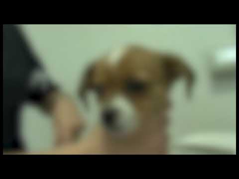 Vaccini scaduti somministrati ai cani, denunciato veterinario