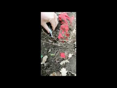 Furto di monete antiche al museo di Castiglion Fiorentino: fermati i due ladri