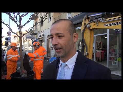 Giornata mondiale dell'albero, piantata in via Veneto una Lagerstroemia al posto
