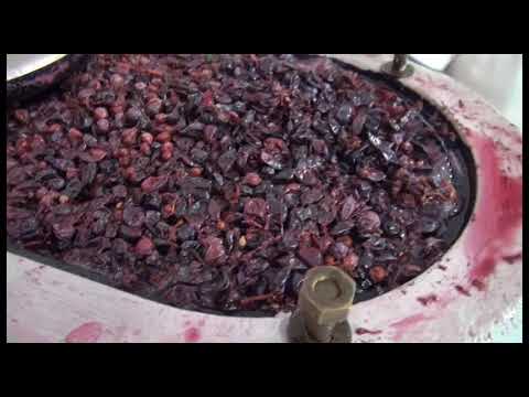 Si annuncia un'ottima vendemmia: sulle nostre tavole vino di qualità