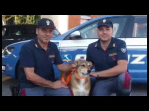 Ritrovata la cagnolina Sibilla, era scomparsa dopo l'incidente mortale sull'A1
