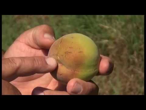 Grandinata in Valdichiana, ingenti danni per le imprese agricole