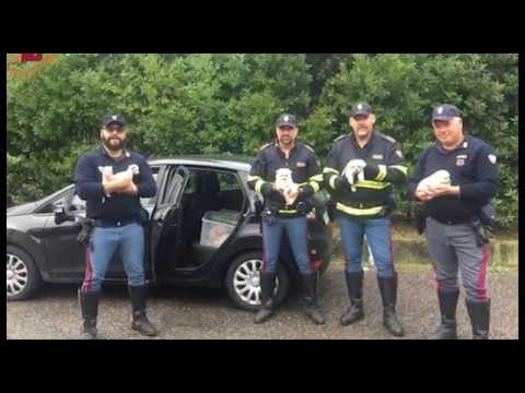 Trasporto illegale di cuccioli di cane, due uomini denunciati