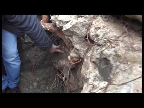 Ponte Buriano, enormi radici di fico rallentano i lavori: le immagini con il drone