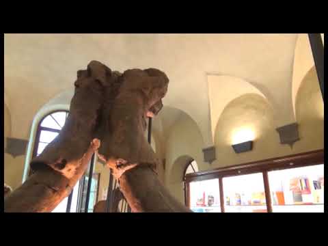 Conclusa la prima fase di restauro del Mammut del Tassa: nuova casa al Museo Paleontologico